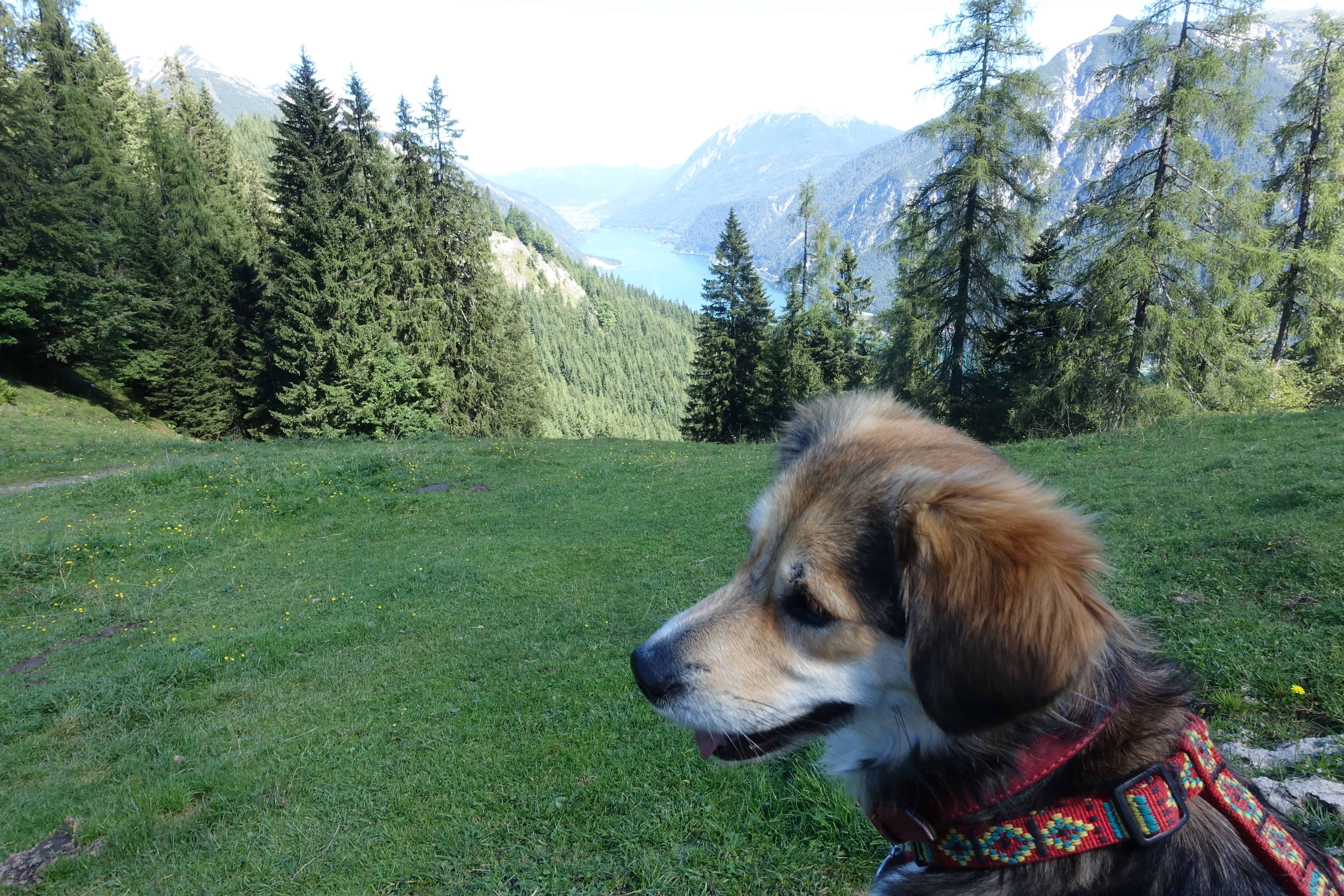 Pertisau mit Hund 1