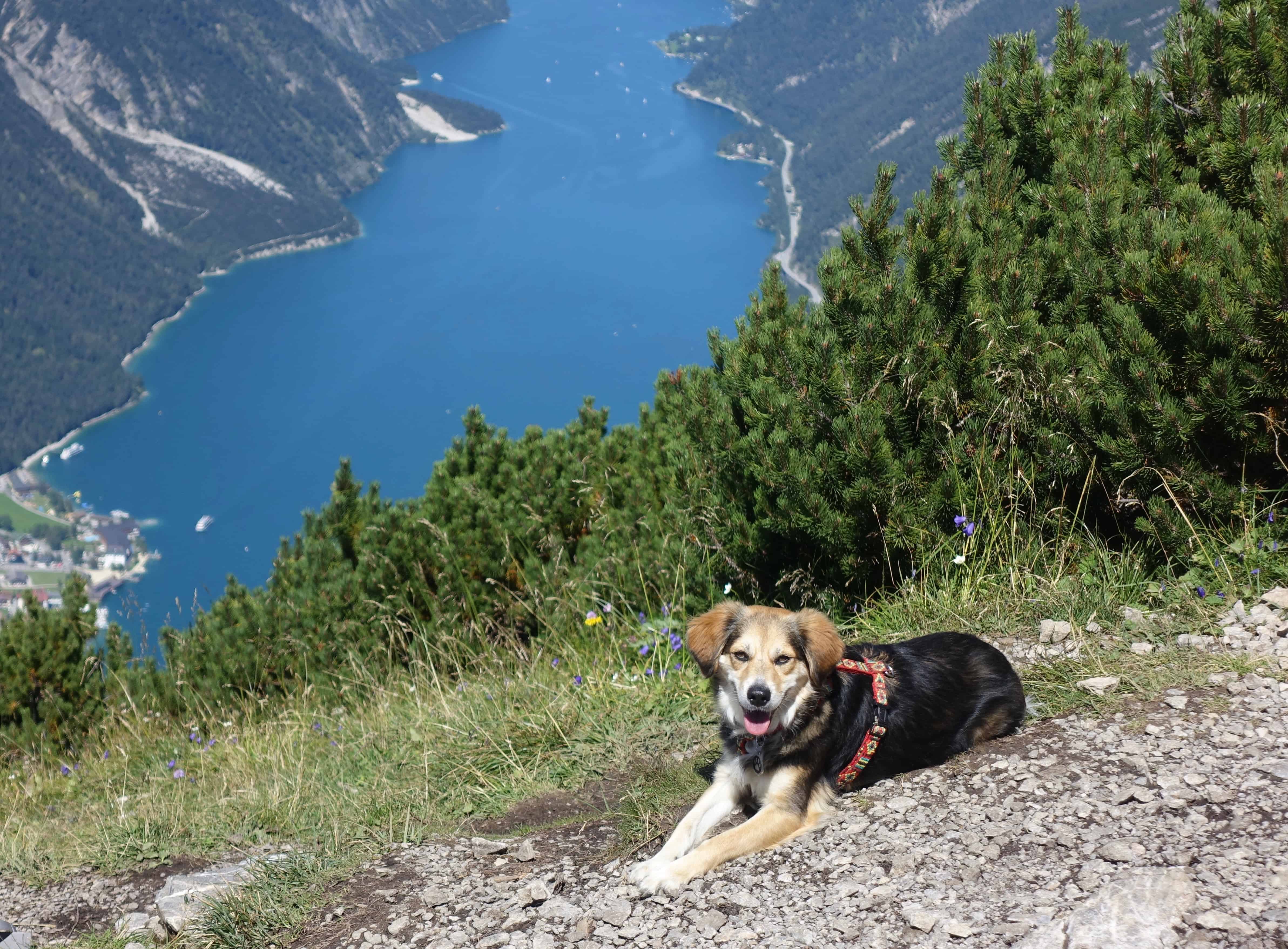 Pertisau mit Hund 2