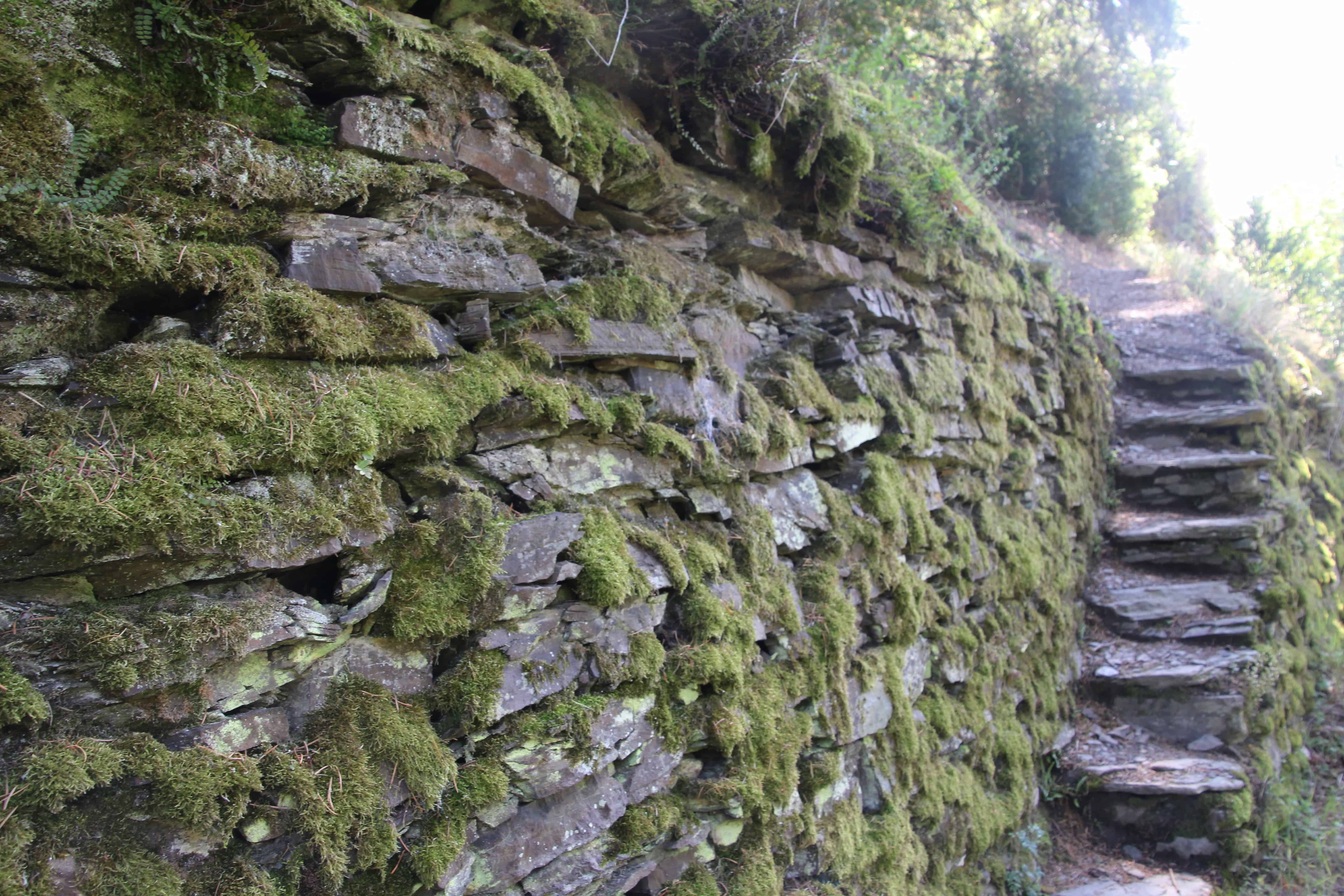 Traumhafter Buchsbaumwanderweg an der Mosel, Schiefer-Stufen 