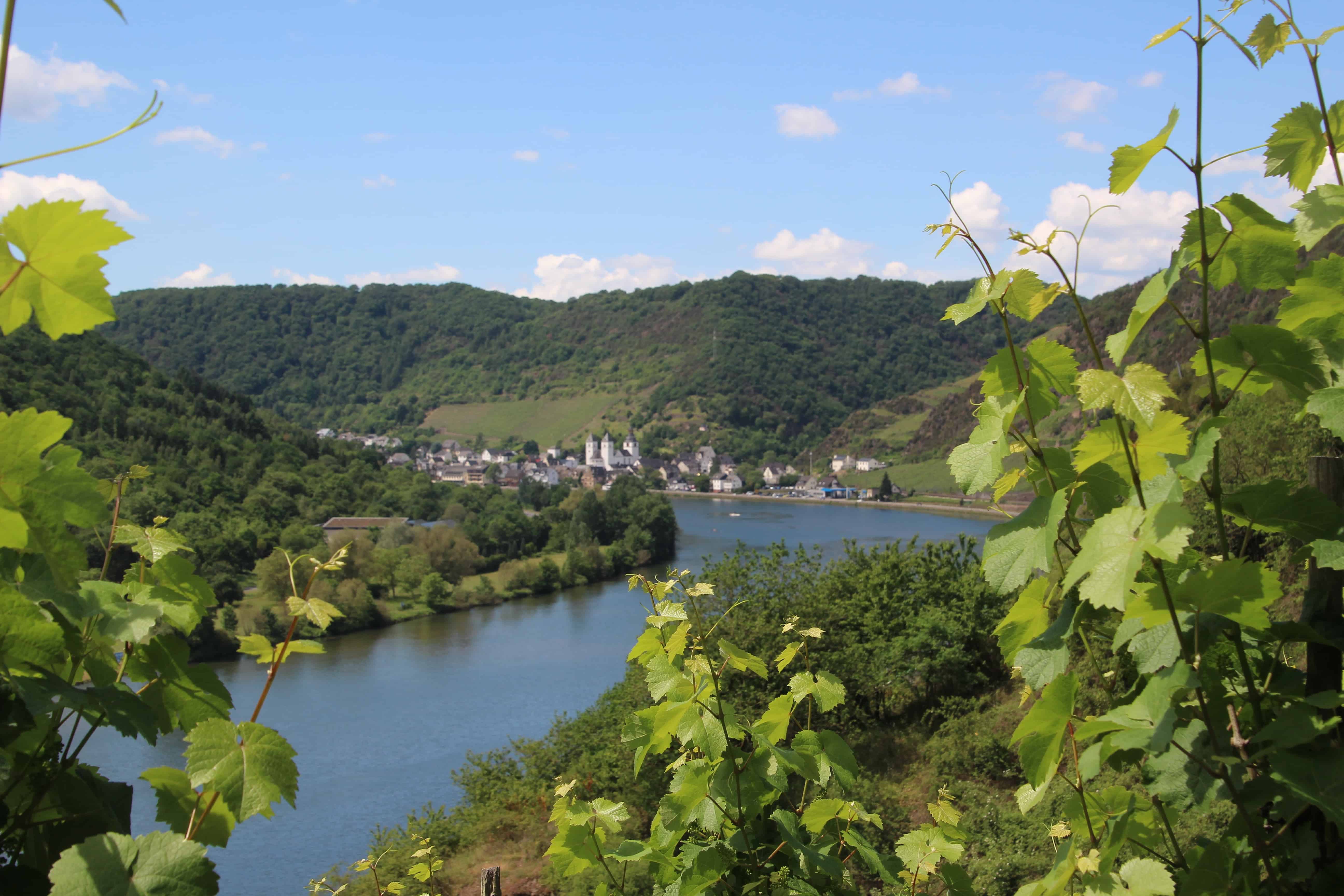 Traumhafter Buchsbaumwanderweg an der Mosel