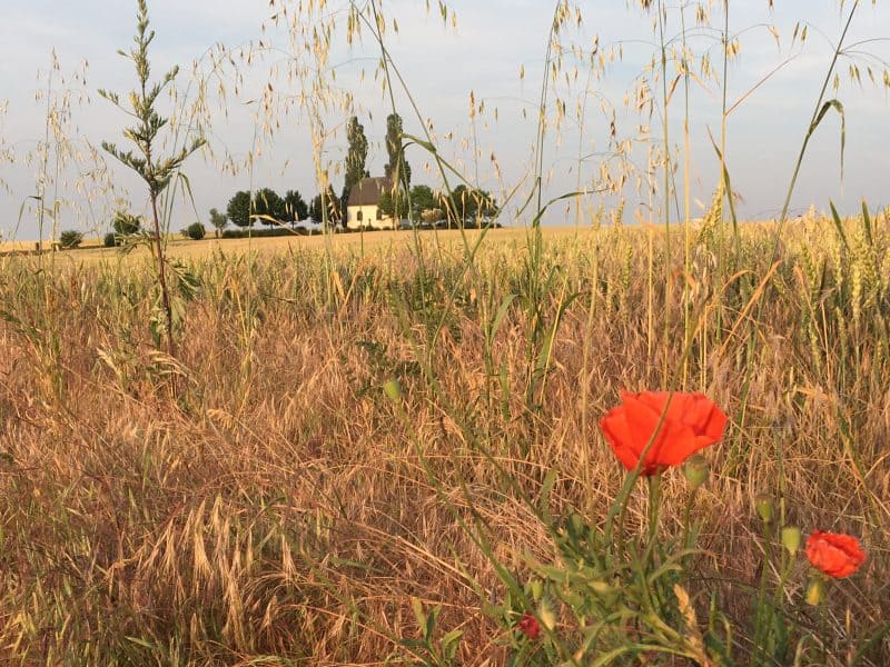 Heilig Kreuz Kapelle, Mertloch mit Mohn