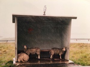 Schafe im Buswartehäuschen