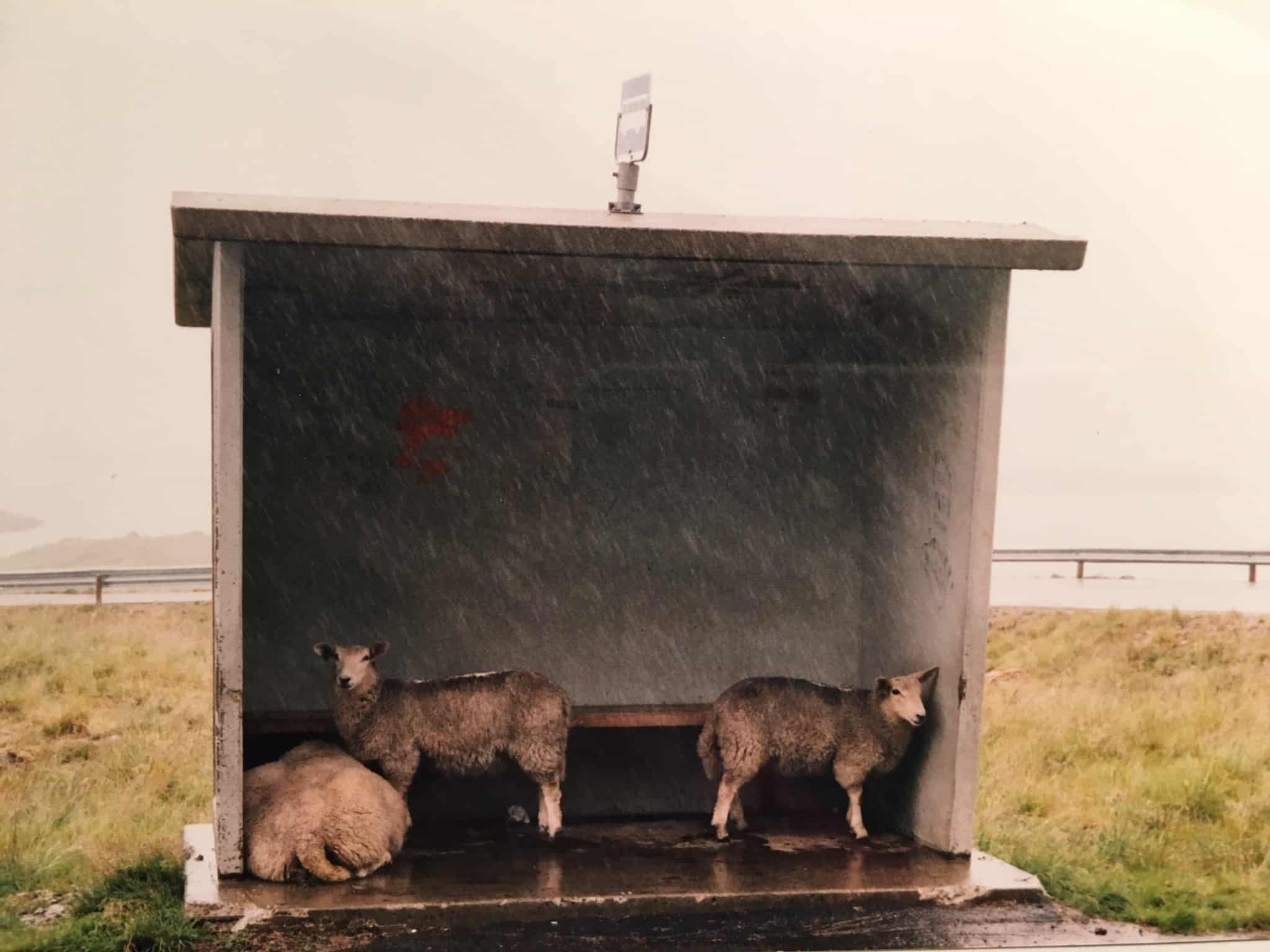 Schafe im Buswartehäuschen