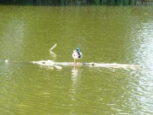 Thürer Wiesen Ente im Weiher