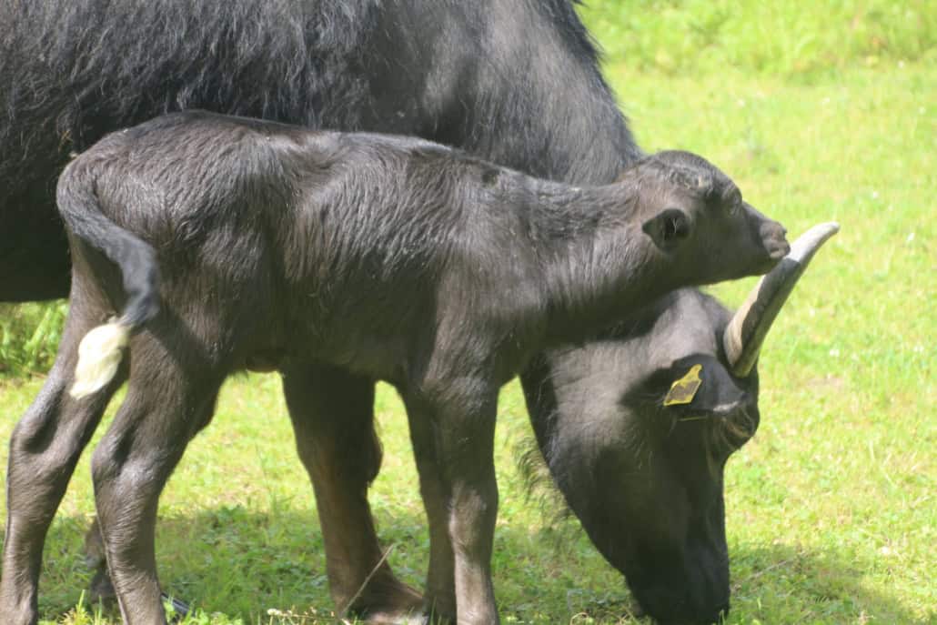 Wasserbüffelbaby im Naturschutzgebiet Thürer Wiesen