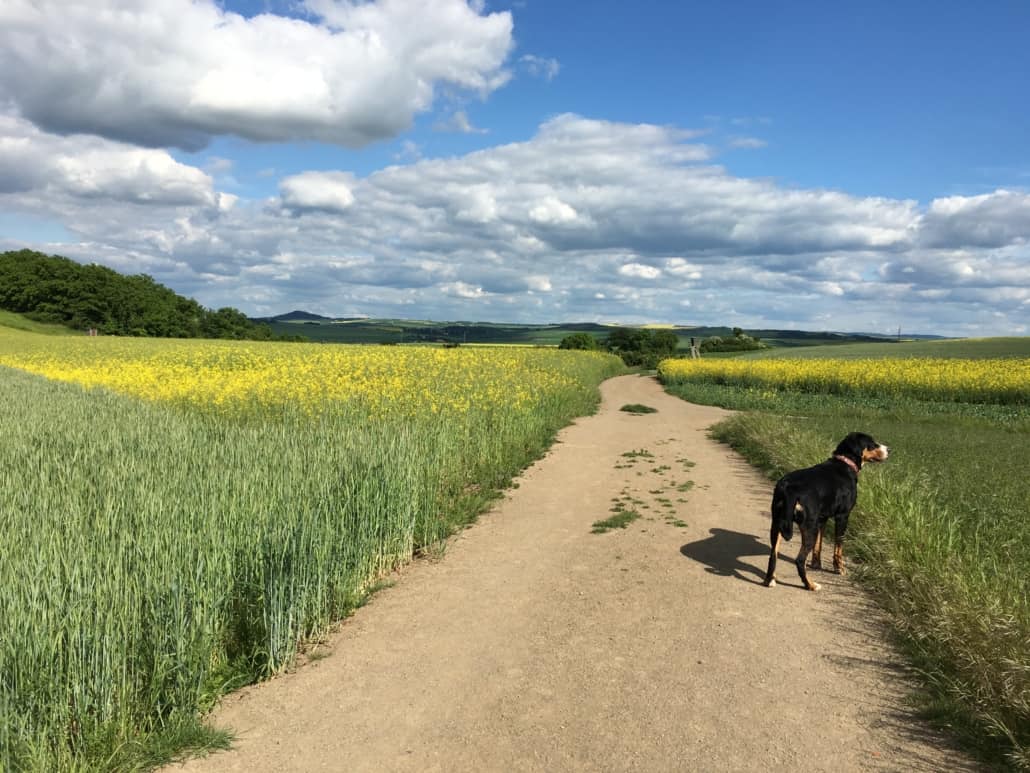 Hund zwischen Rapsfeldern nähe Naturschutzgebiet Thürer Wiesen