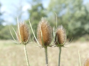 Blütendolden im Naturschutzgebiet 