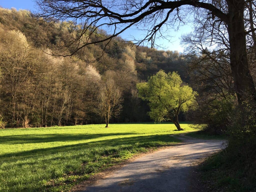 lichtüberflutete Wiese mit Bäumen auf dem Nette-Schieferpfad Naturschutzgebiet