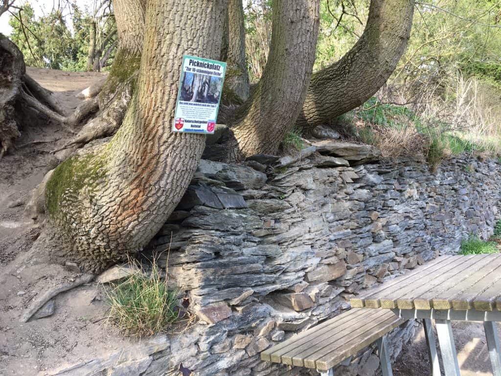 krumme Baumstämme und Picknickplatz am Nette-Schieferpfad