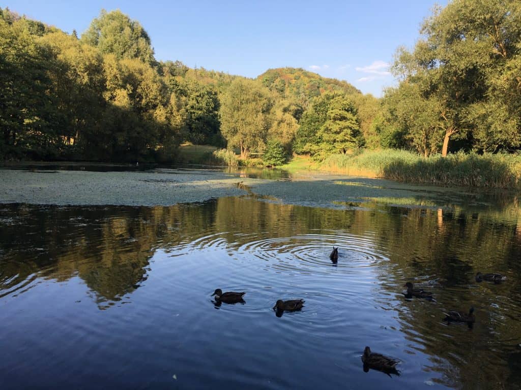 Weiher Waldsee Rieden