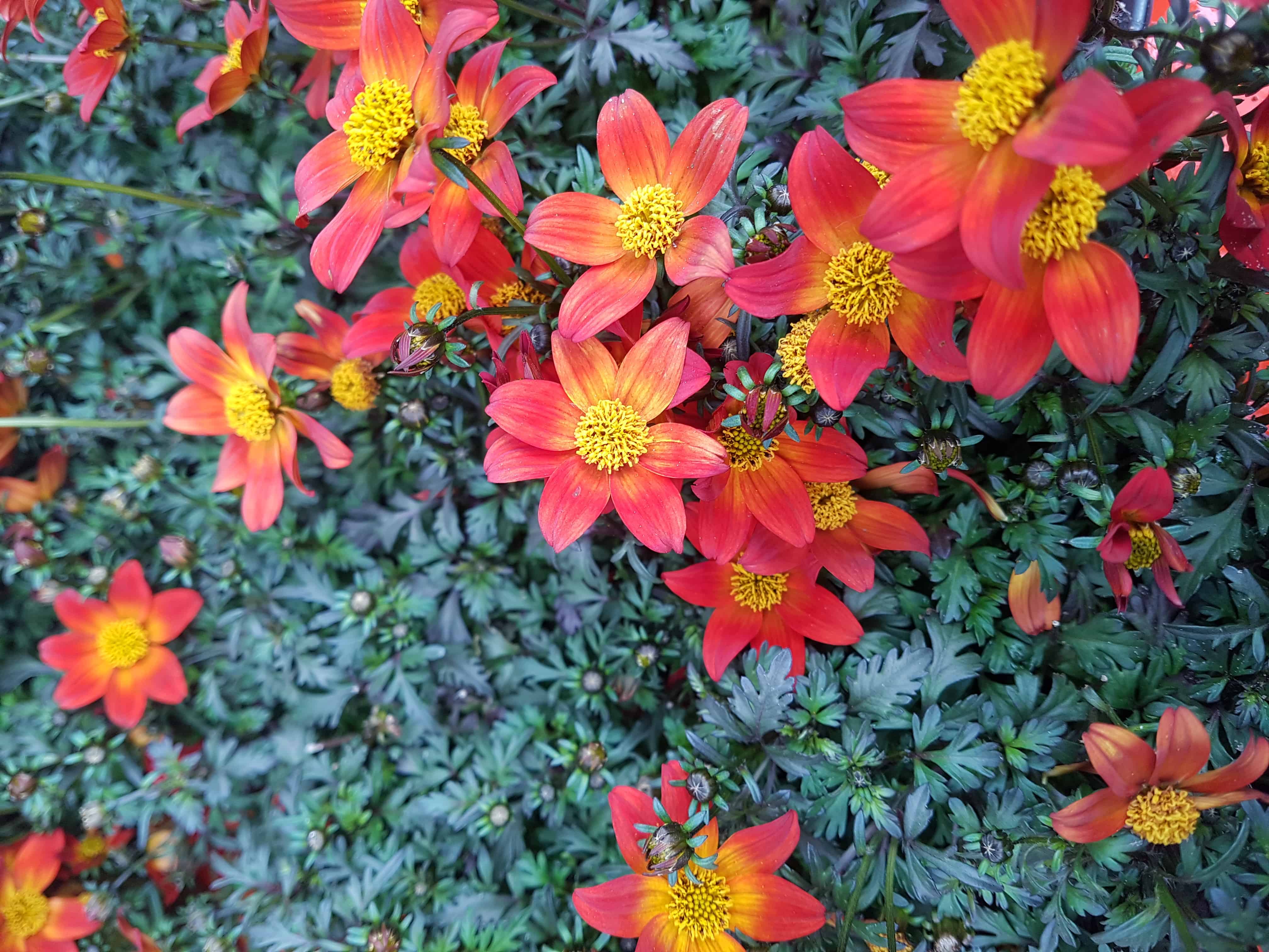 Pelargonie, Klostergärtnerei Maria Laach