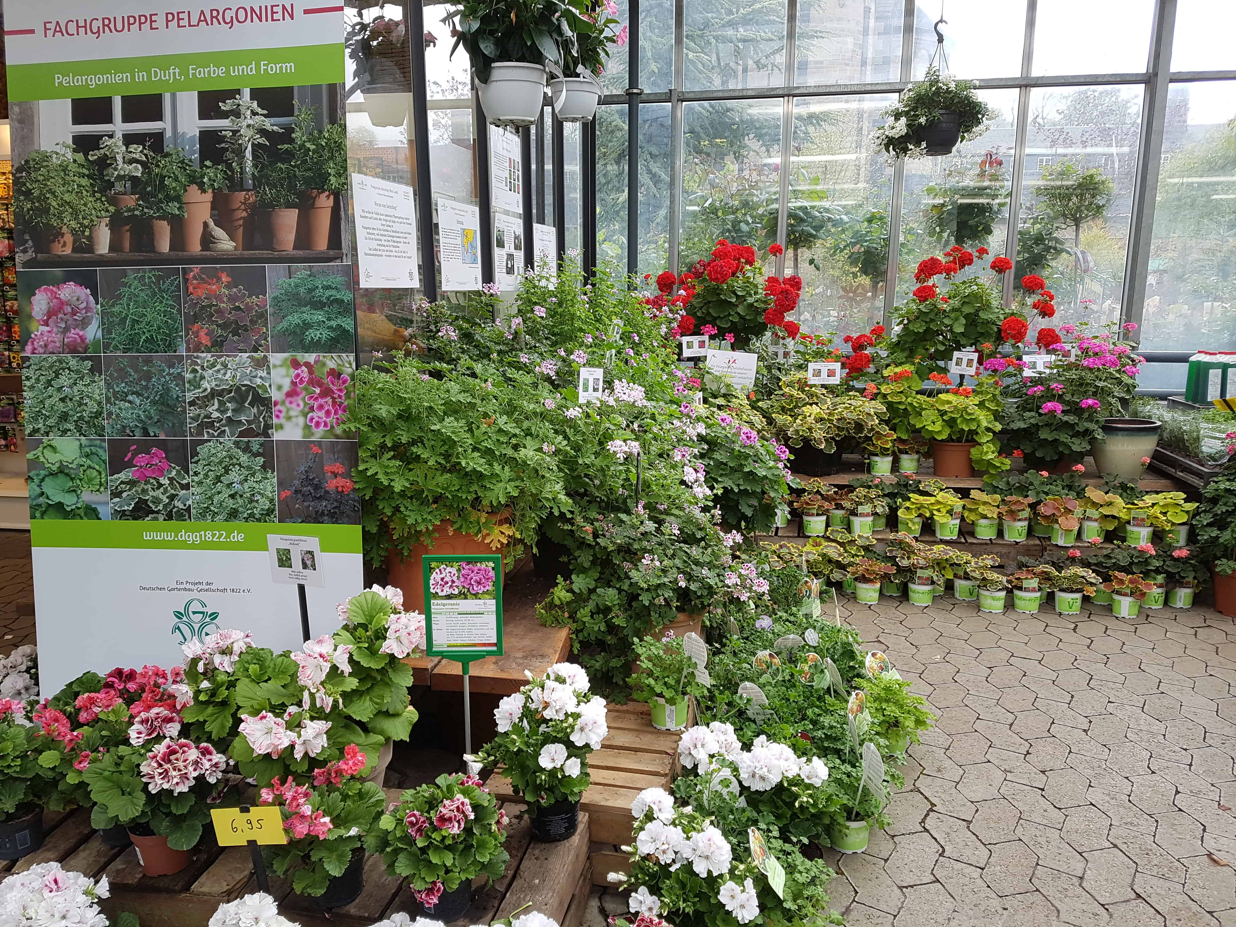 Pelargonien in der Klostergärtnerei Maria Laach