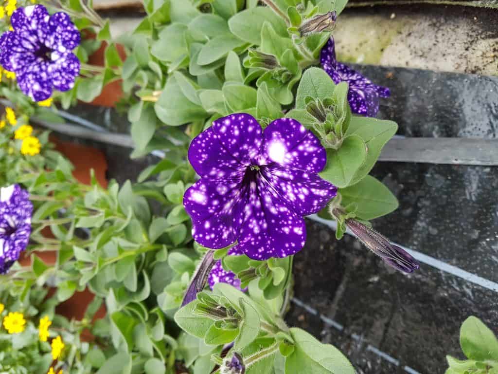 Pelargonie, Klostergärtnerei Maria Laach