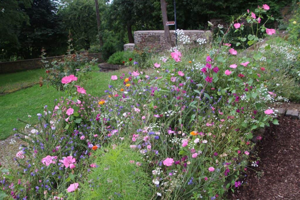 Magische Orte in der Eifel - Heilkräutergarten in Münstermaifeld, Blühende Blumen im Heilkräutergarten Münstermaifeld