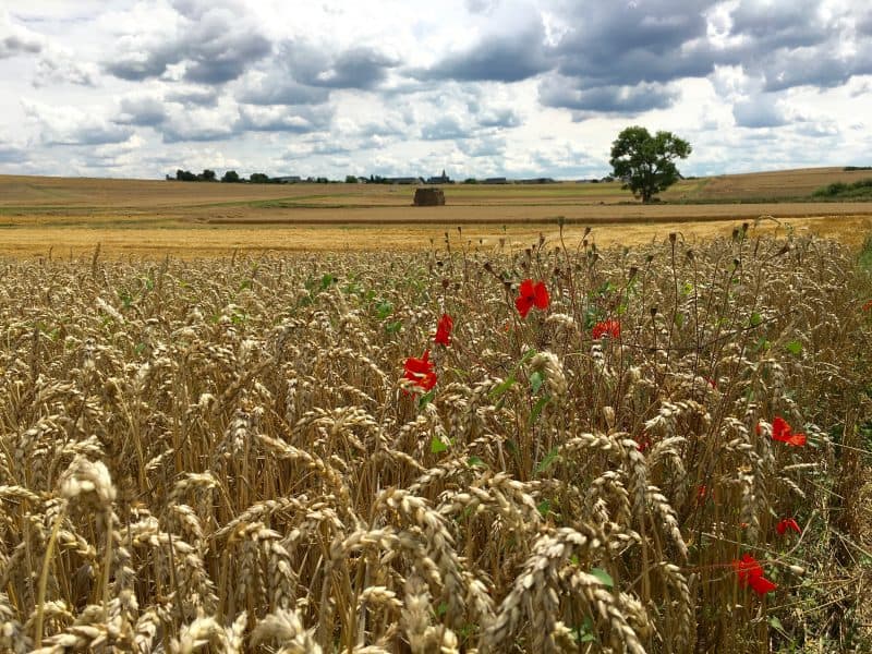 Reifes Getreide mit Mohn auf dem Maifeld