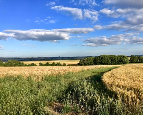 Sommer auf dem Maifeld