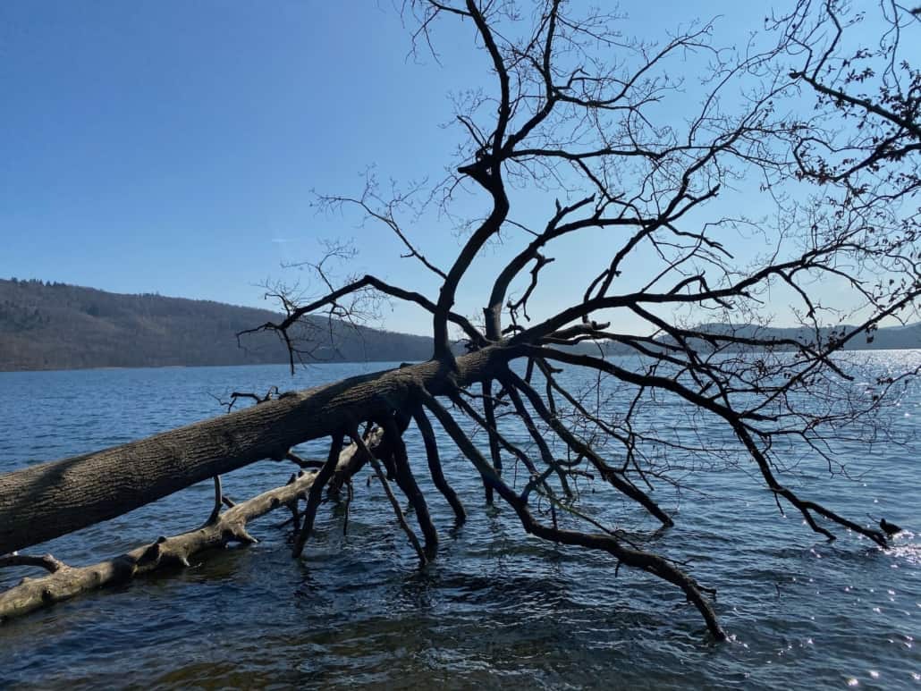 Mofetten am Laacher See, abgestorbener Baum