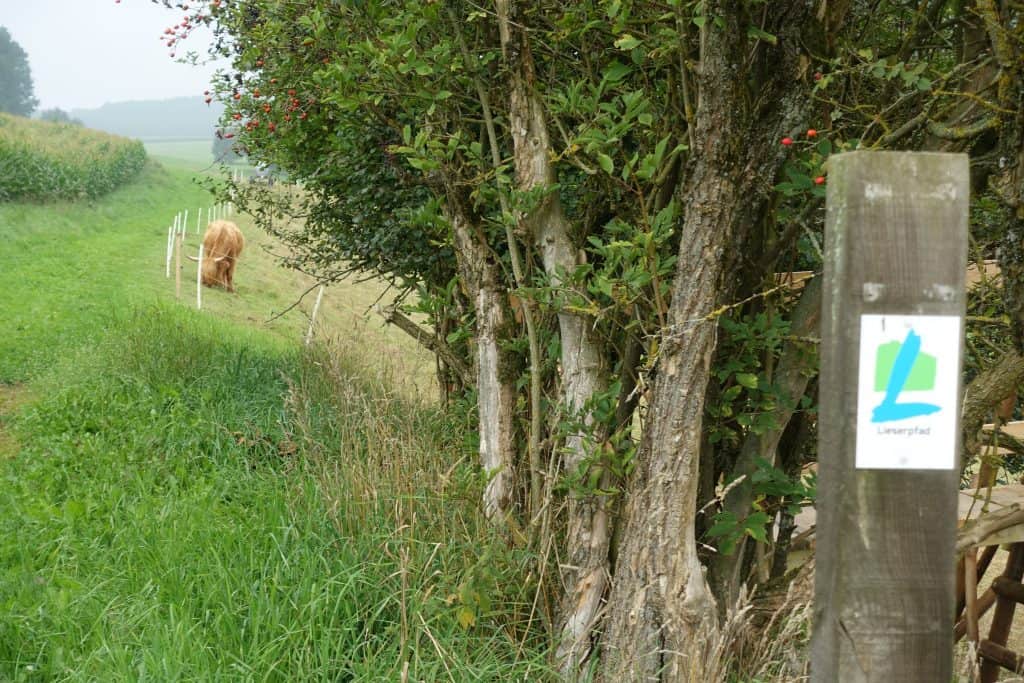 Highlandrind am Lieserpfad