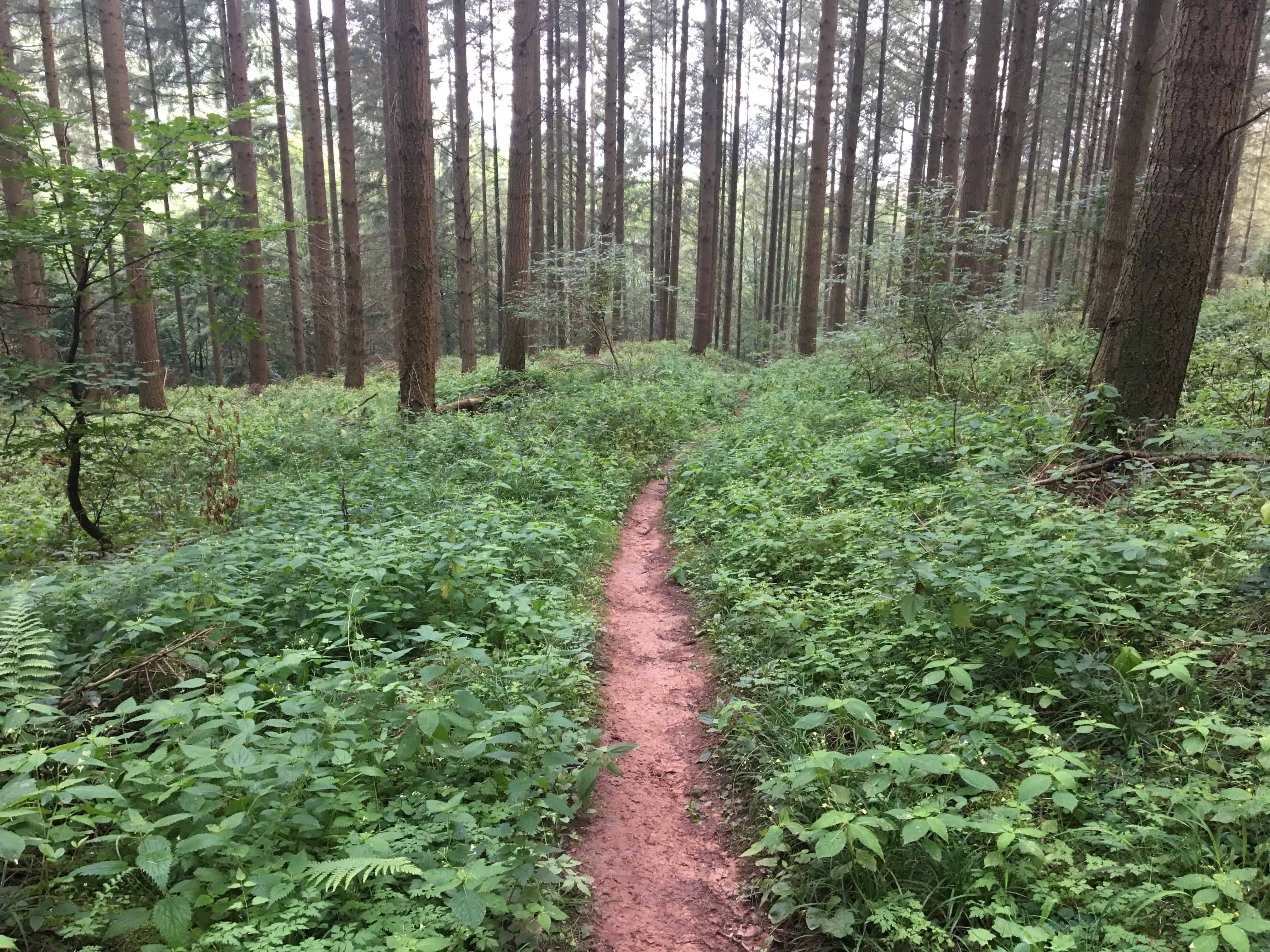 Wandern auf dem Lieserpfad,4. Etappe, grüner Weg