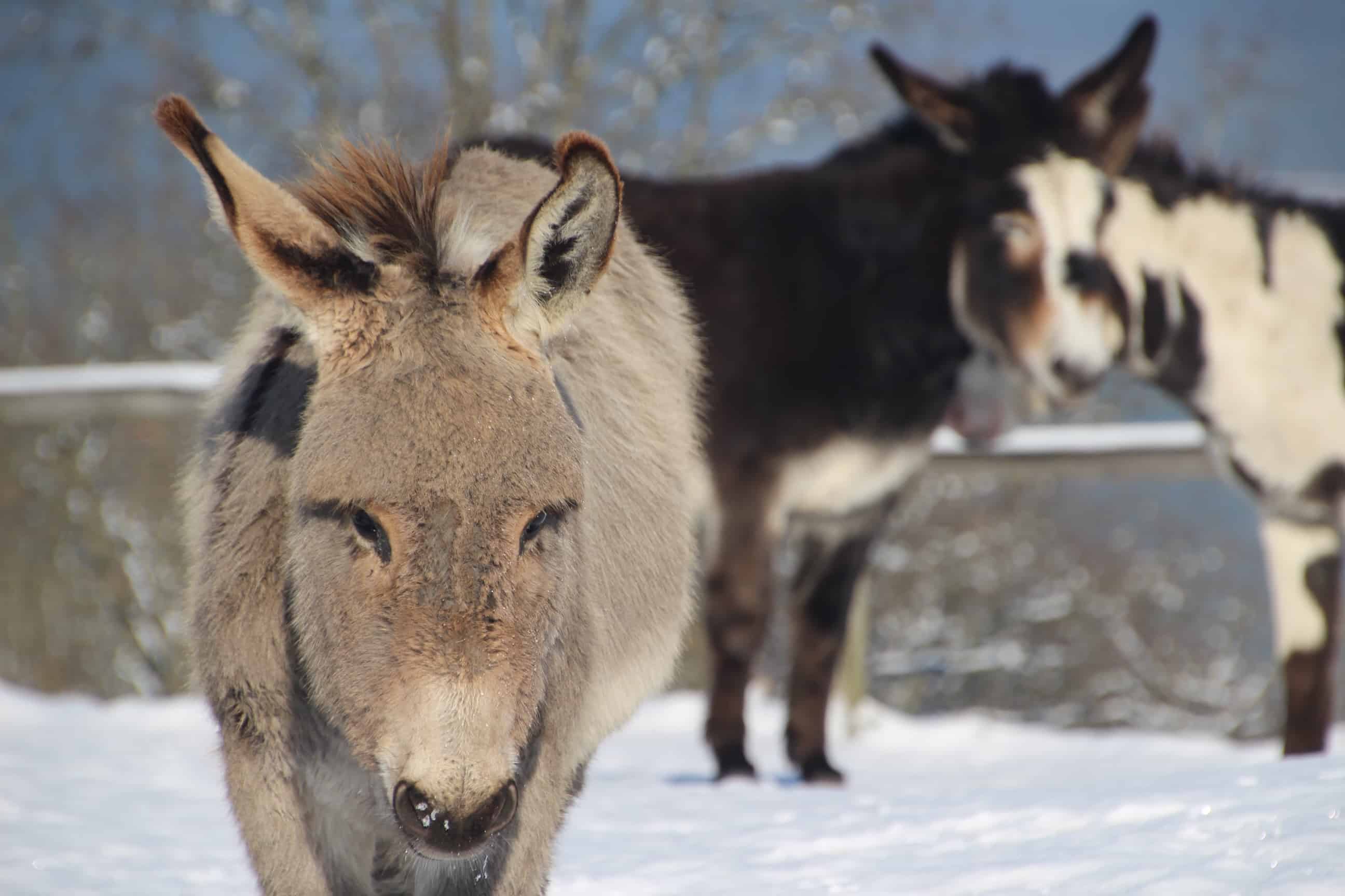 Ein Traum in Weiß - die Dauner Maare im Winter