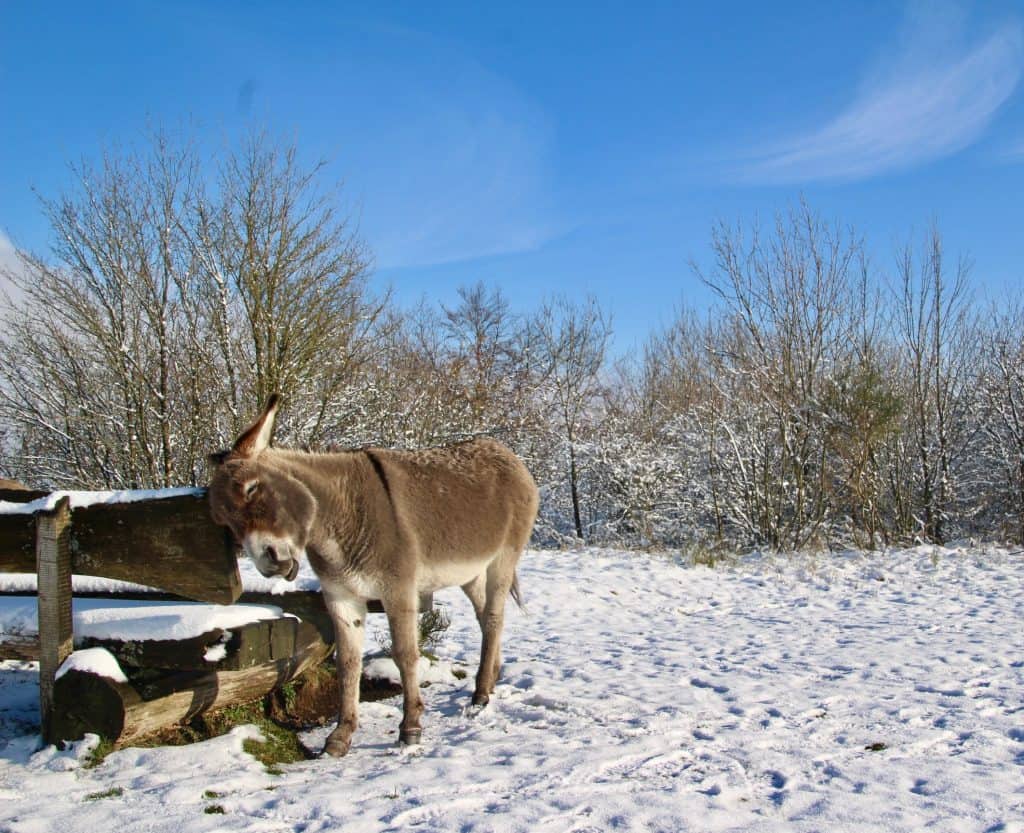 Ein Traum in Weiß - die Dauner Maare im Winter