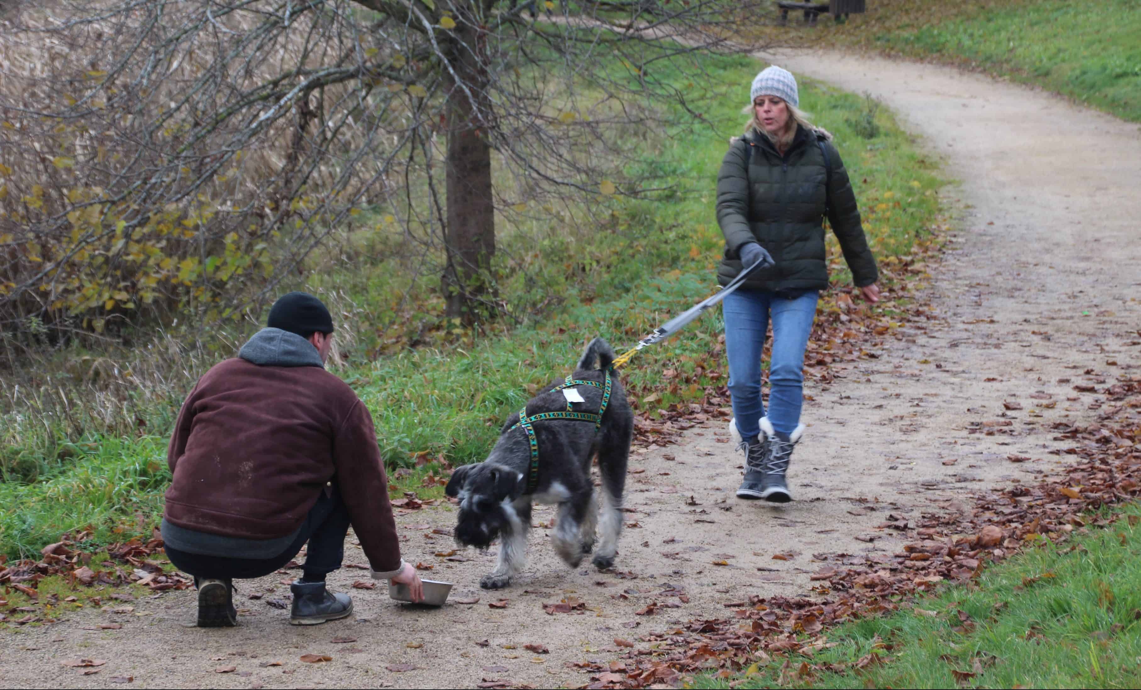 Zughundesport in der Eifel