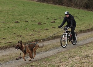 Zughundesport in der Eifel