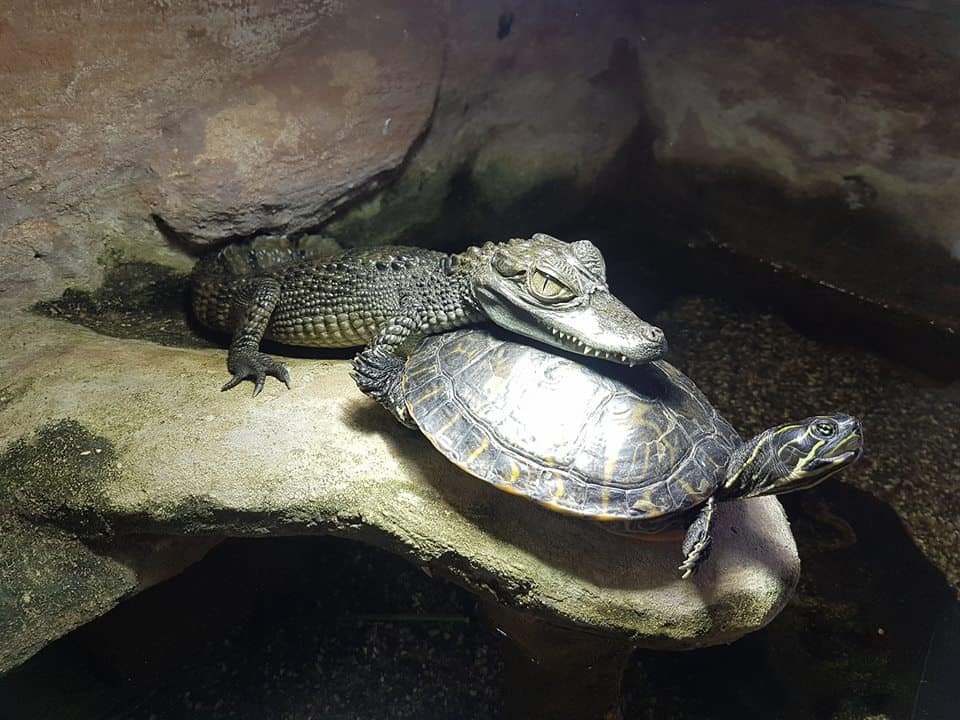 Das wildeste Haus der Eifel -Reptilienauffangstation in Polc, Schildkröte und Krokodil