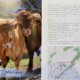 20 Sonntagsspaziergänge in der Nordeifel, zwei Kühe