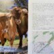 20 Sonntagsspaziergänge in der Nordeifel, zwei Kühe