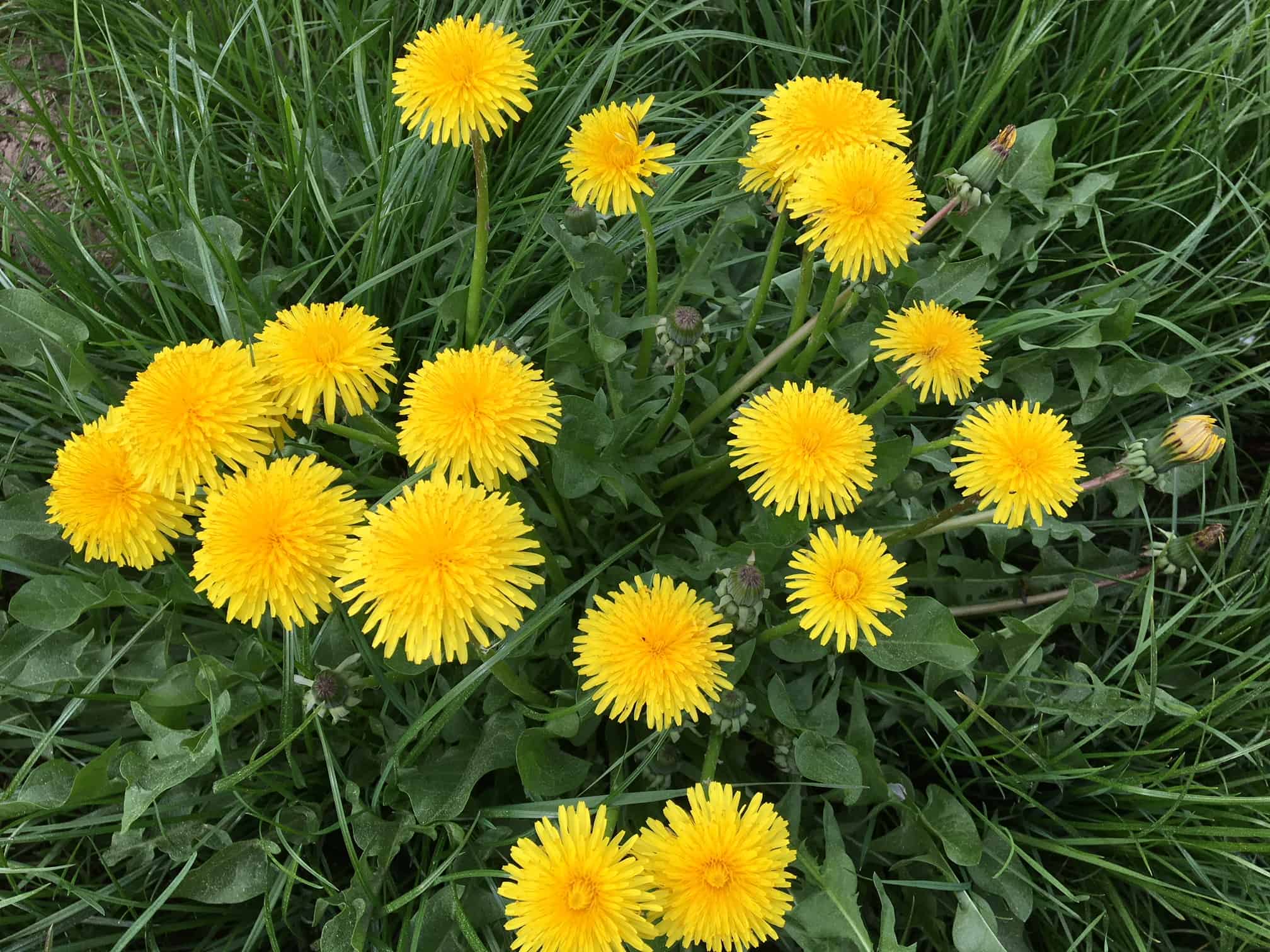 Löwenzahnblüten-Gelee selbst gemacht, Löwenzahn