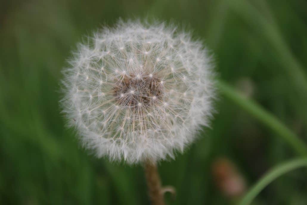 Löwenzahnblüten-Gelee selbst gemacht,Pusteblume