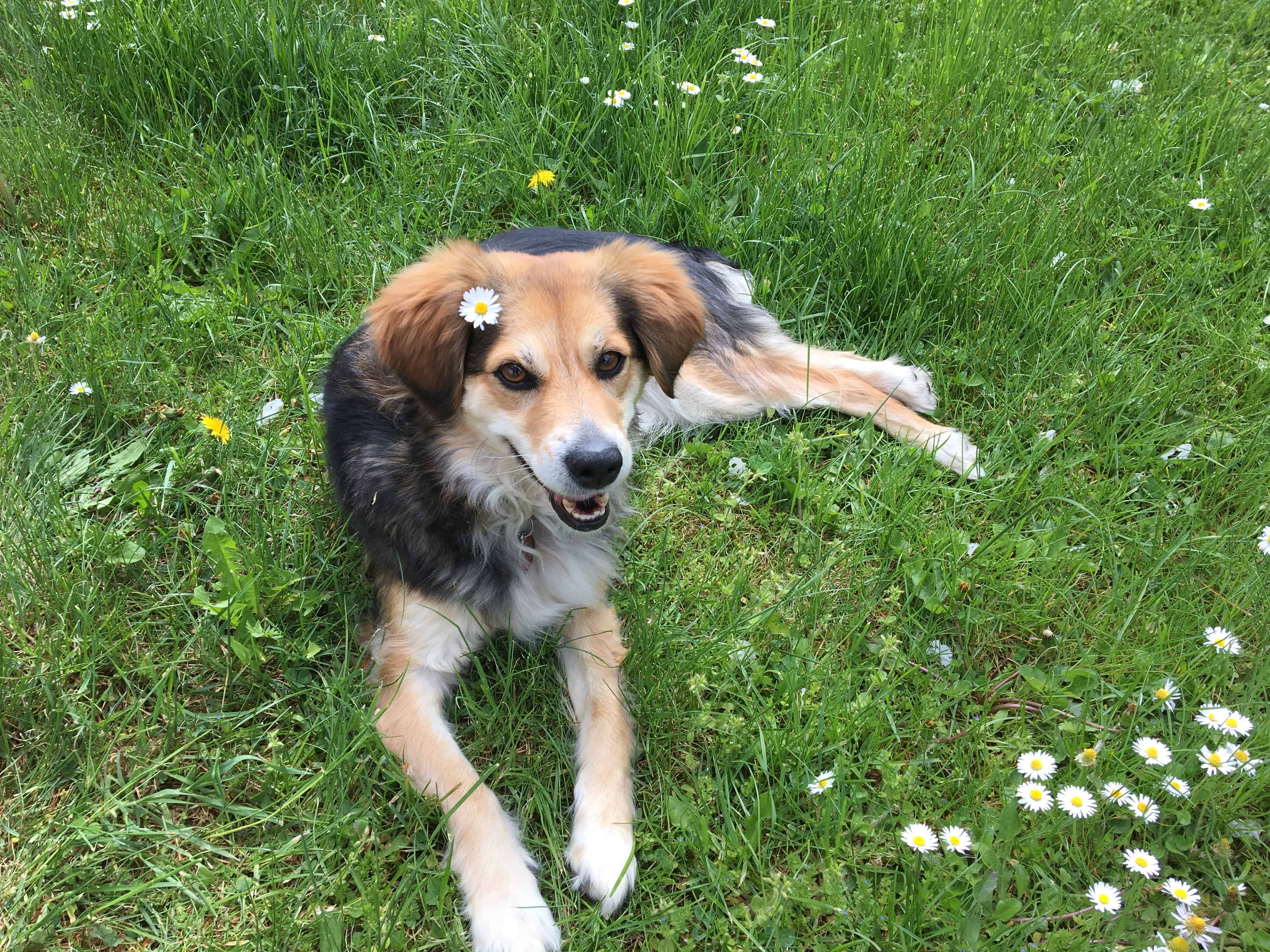 Darja, Mischlingshund mit Gänseblümchen