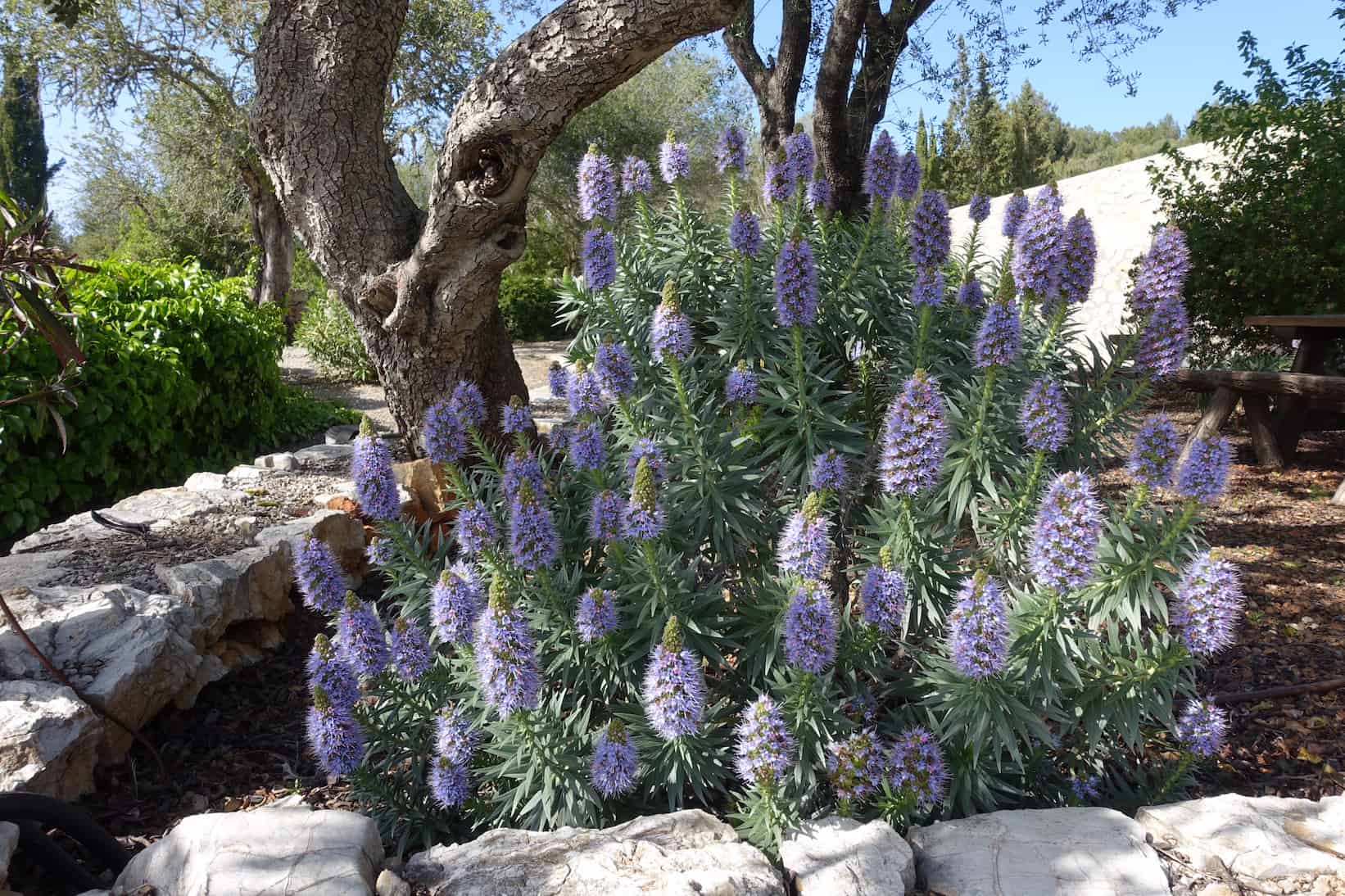 Finca Son Mola Vell, Mallorca