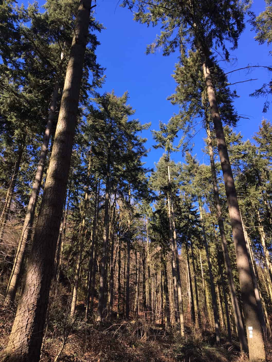 Traumpfad Vulkanpfad, hohe Bäume