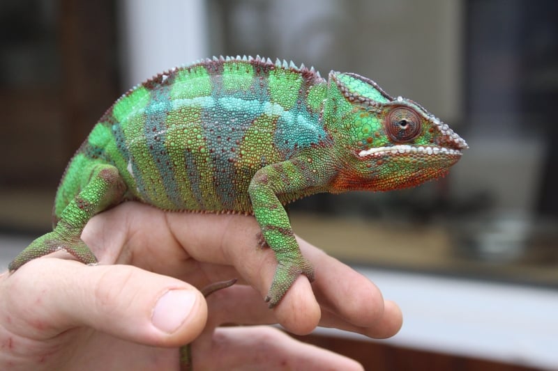 Das wildeste Haus der Eifel -Reptilienauffangstation in Polch