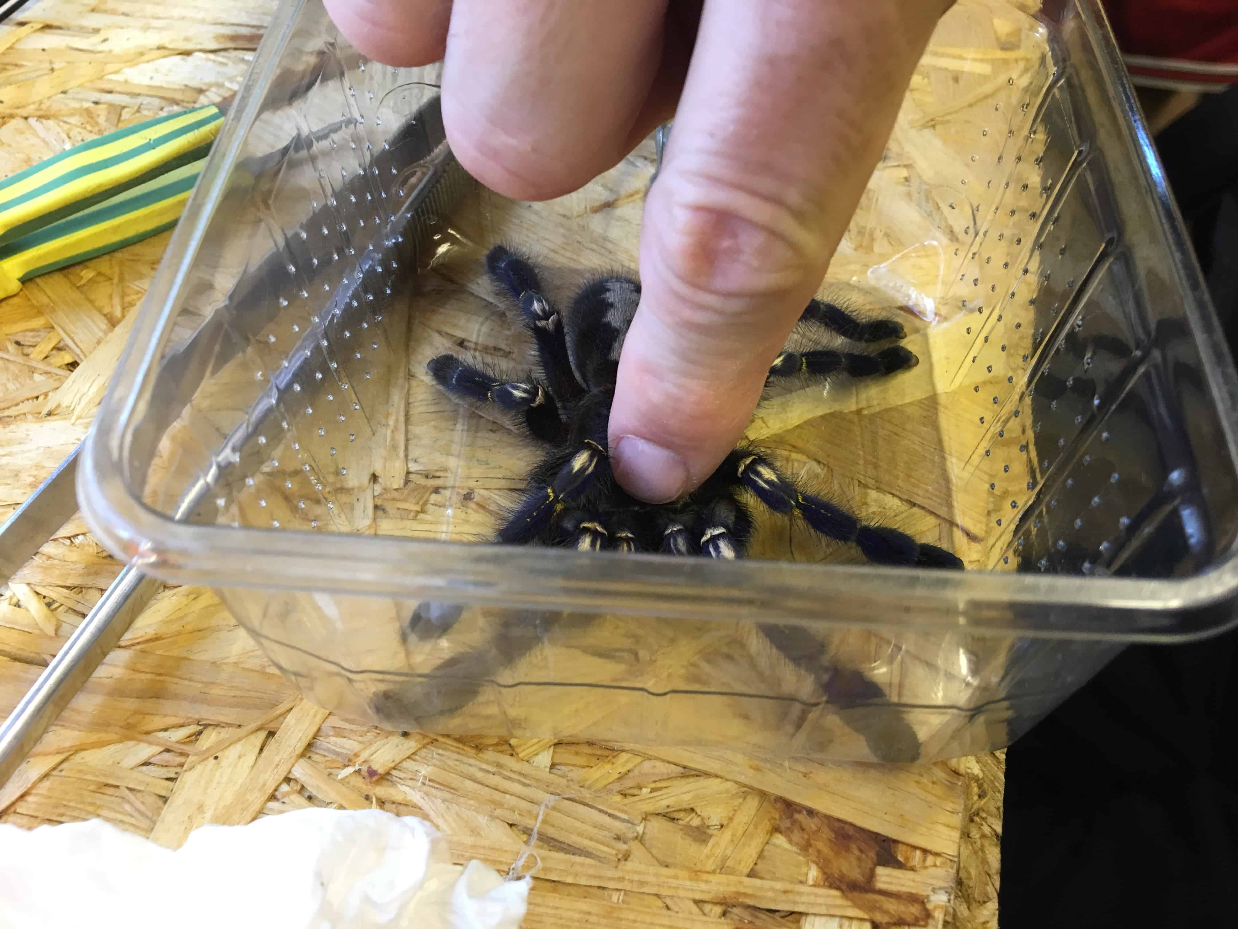 Spinnenmelken in der Reptilienauffangstation Polch