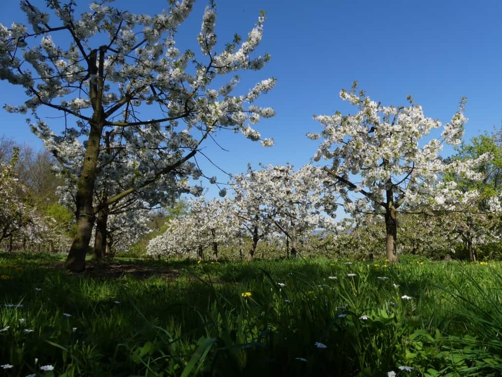 Traumpfad Streuobstwiesenweg