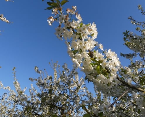 Traumpfad Streuobstwiesenweg