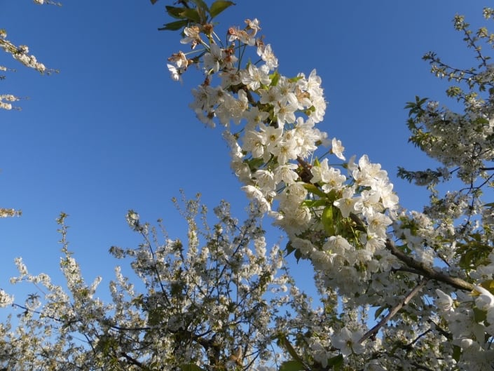 Traumpfad Streuobstwiesenweg