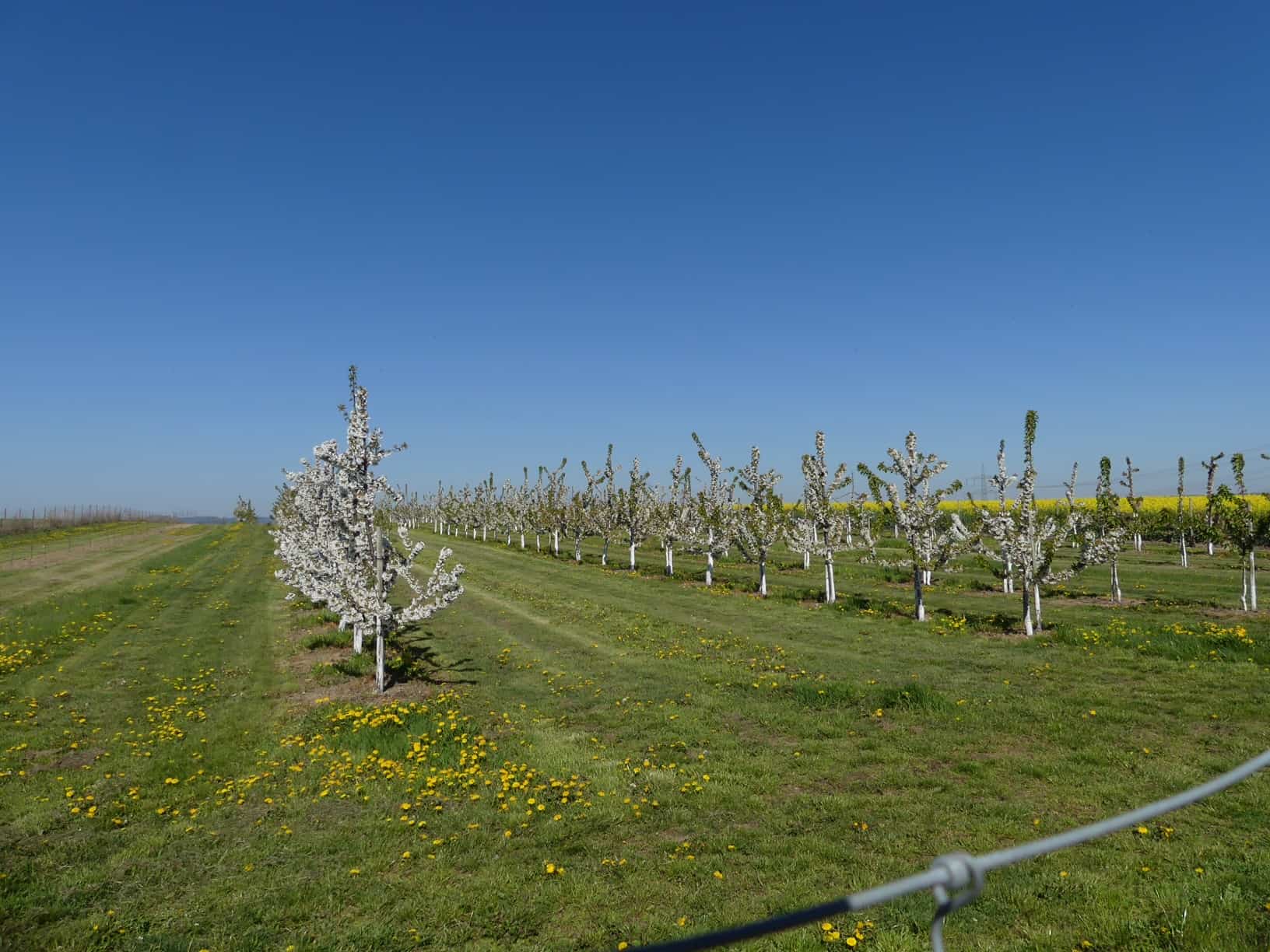 Traumpfad Streuobstwiesenweg