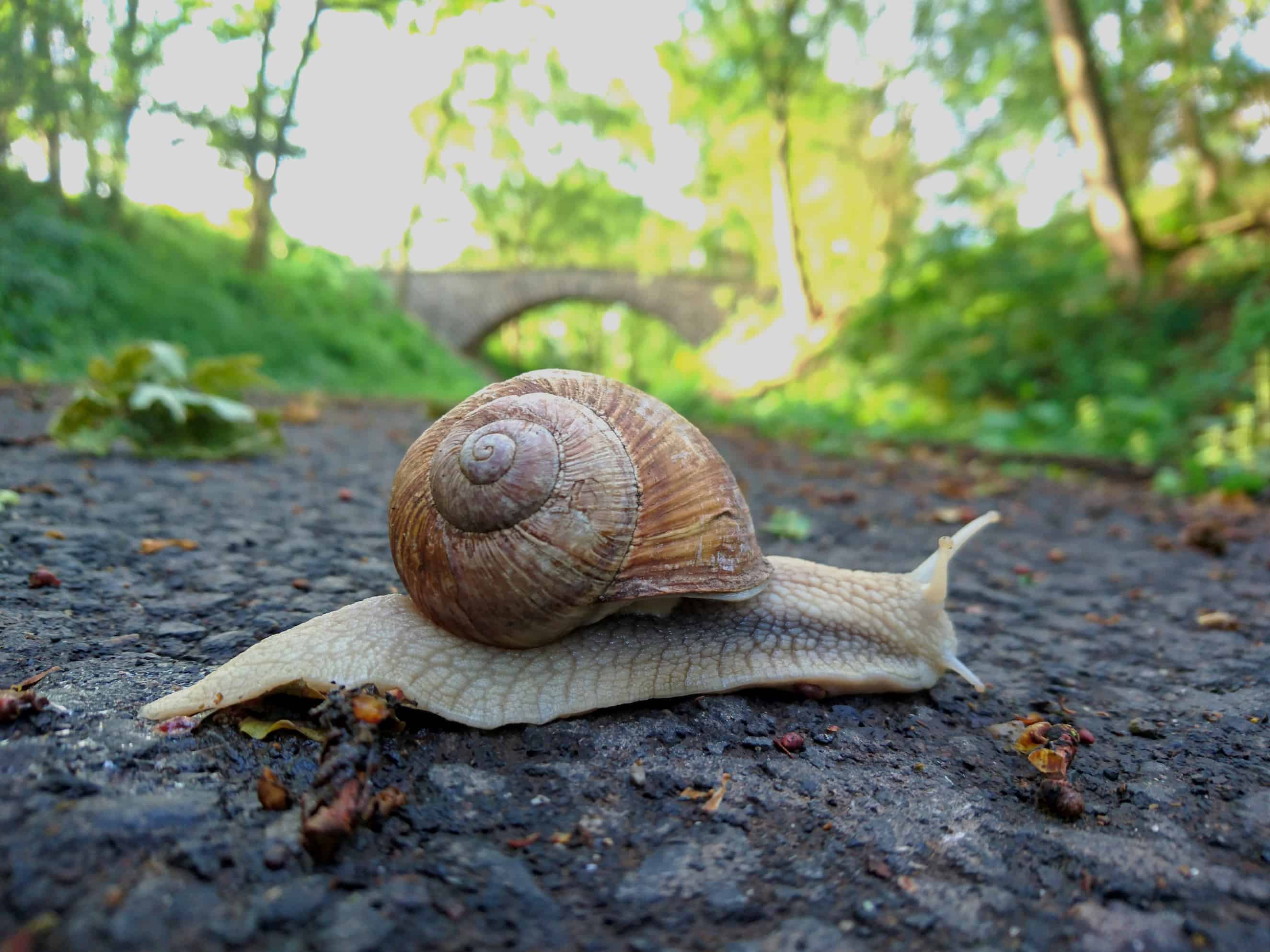 Der Maifeld-Radweg - Landschaft aktiv erleben,Schnecke auf dem Maifeld-Radweg bei Ochtendung