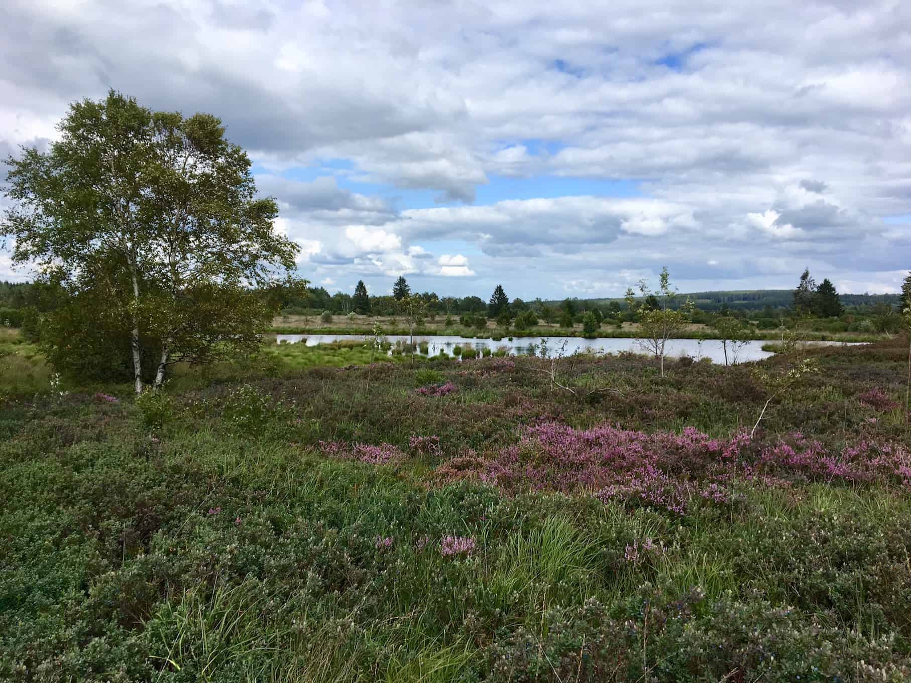 Hecken, Fachwerk, Moor und See-Kurztrip durch die Nordeifel,Hohes Venn