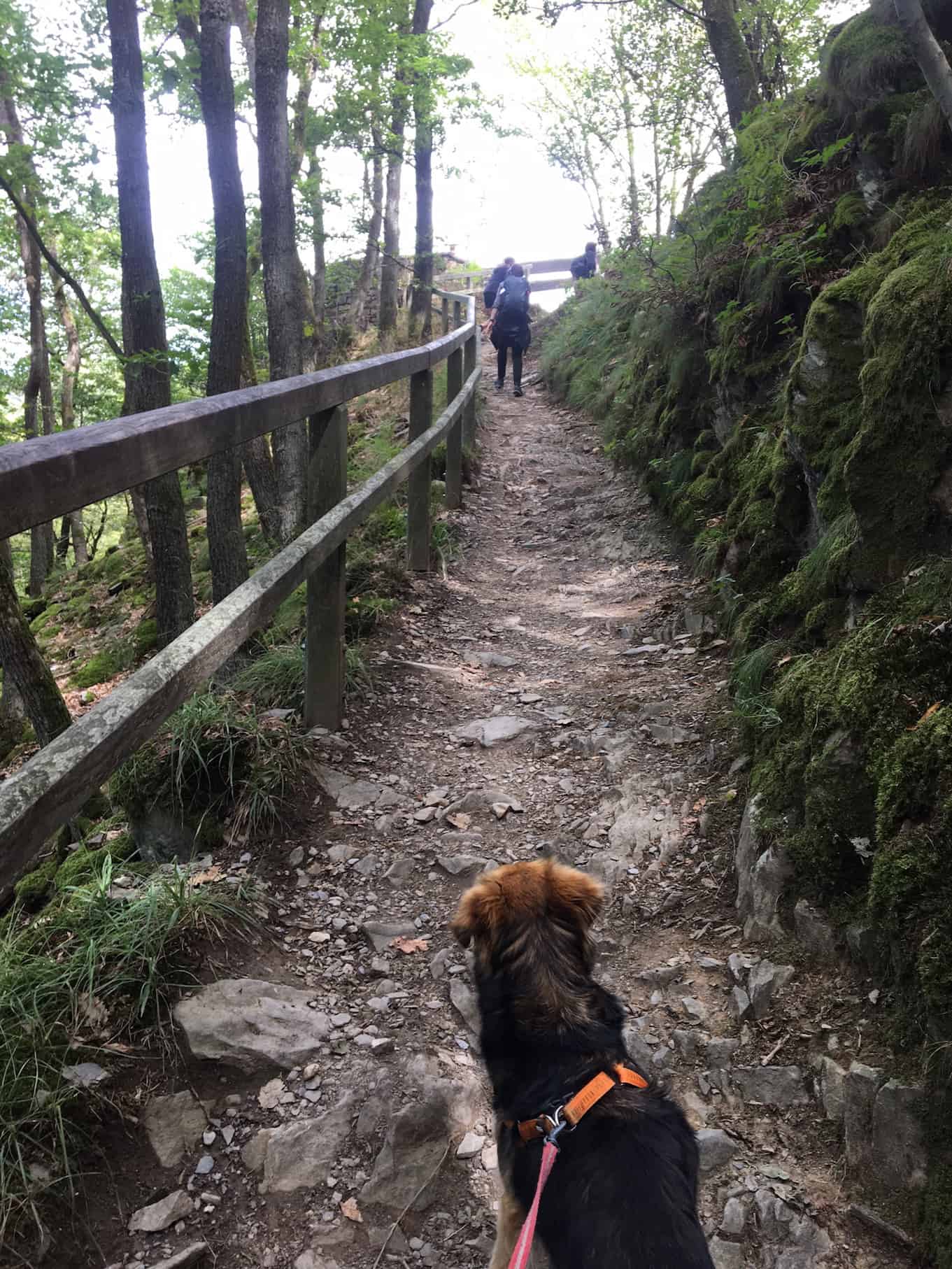 Hecken, Fachwerk, Moor und See-Kurztrip durch die Nordeifel,schmaler Wandersteig mit Hund