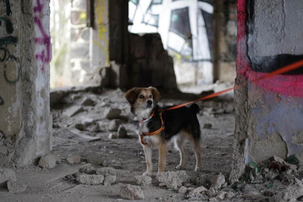 Lost Place in der Eifel, Ehemalige Heimschule, Fotoshooting, Hund