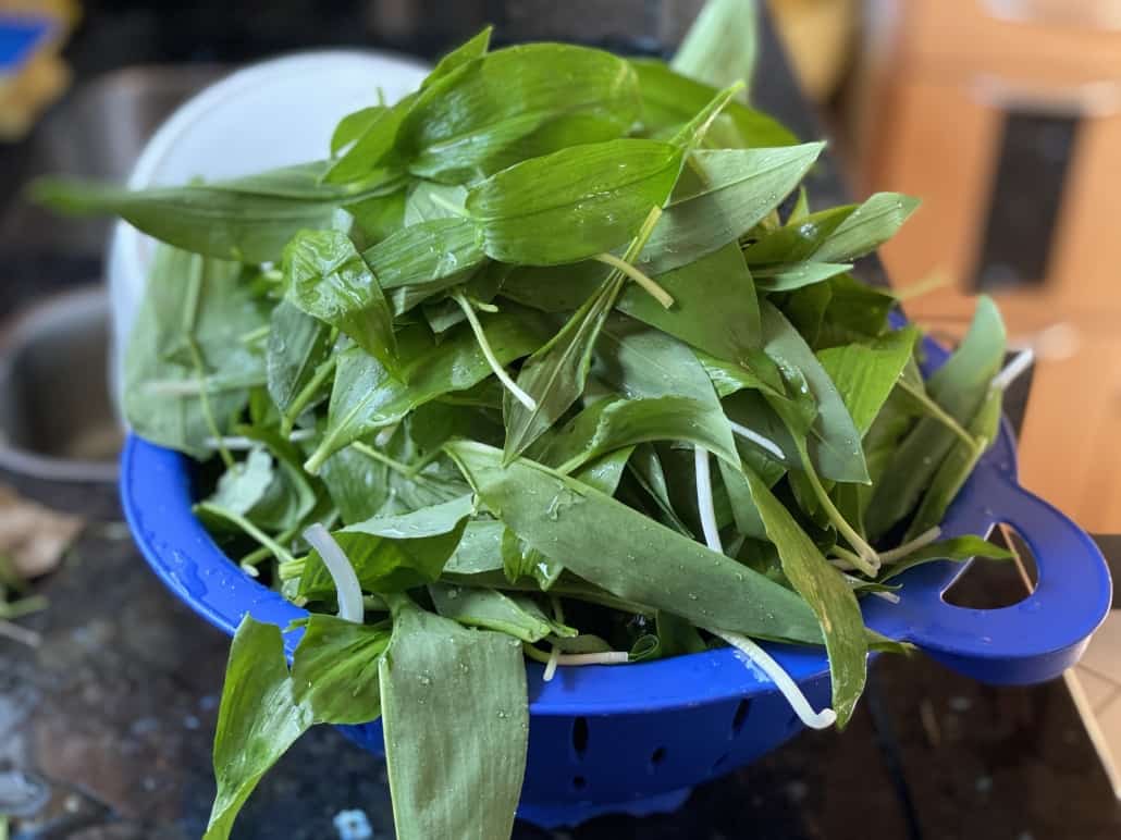 Bärlauch gewaschen