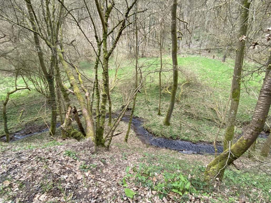 Bärlauch im Wald
