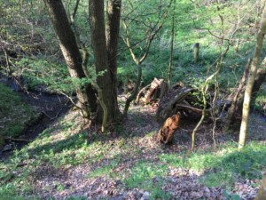 Urwaldlandschaft im Pöntertal