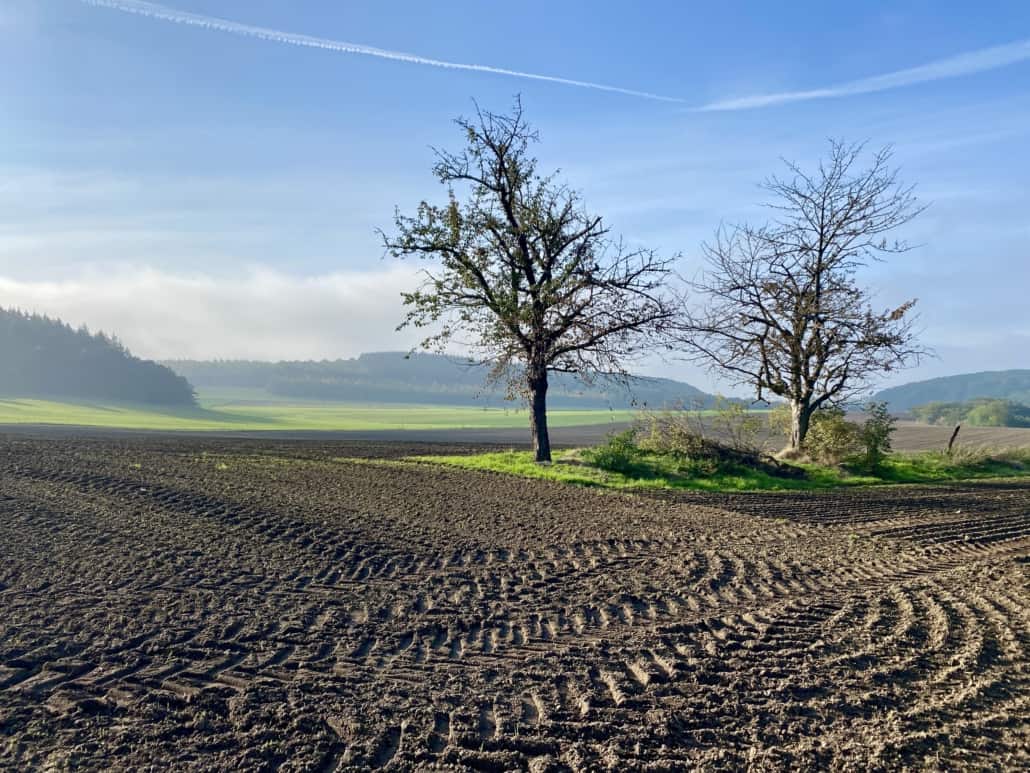 Traumpfädchen Nette Romantikpfad Ochtendung, Baum am Ackerrand
