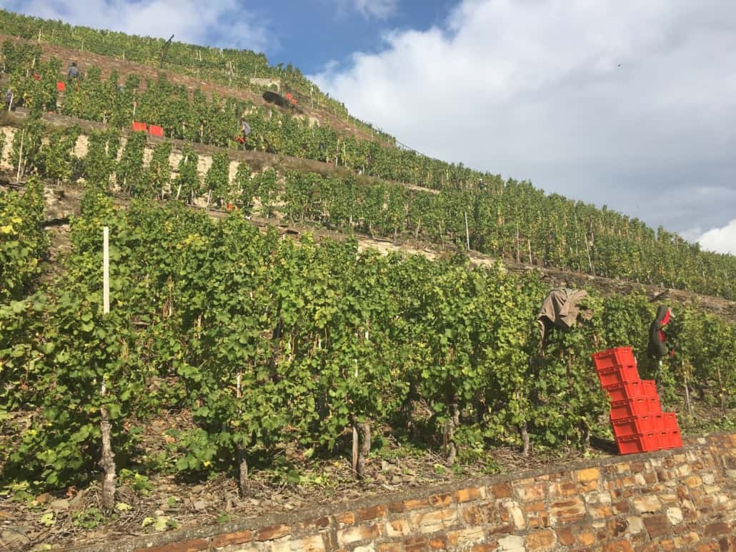 Weinlese an der Mosel für Ungeübte - macht Spaß,,Steilhang an der Mosel